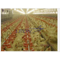 leon Automatic Pan Poultry Feeding System
